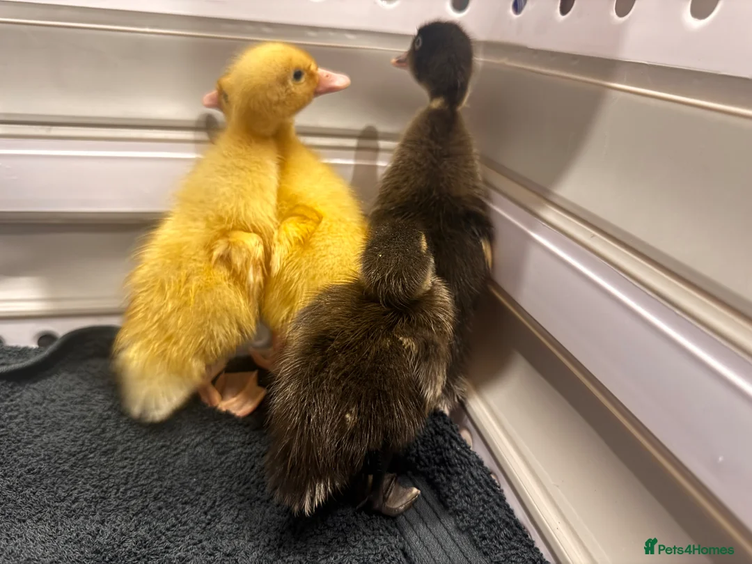 Ducks poultry for sale: Indian runner ducks  in Exeter - Advert 3