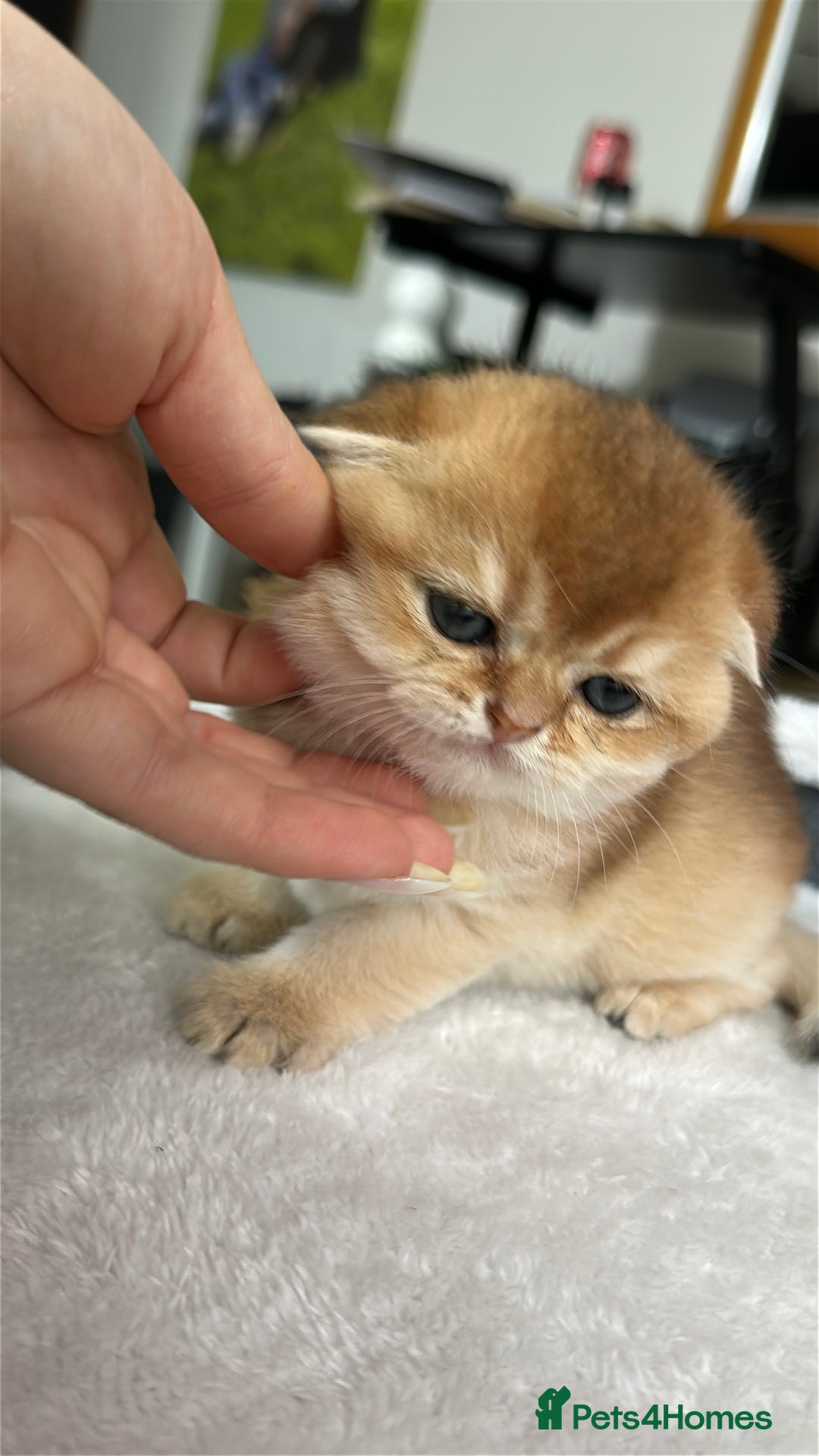 Scottish Fold cats for sale: Soft, Gentle Scottish Fold Girl  - Advert 3