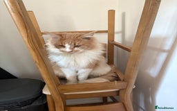 Maine Coon cats for stud: Apollo, Stud ready to find a Queen - Image 10