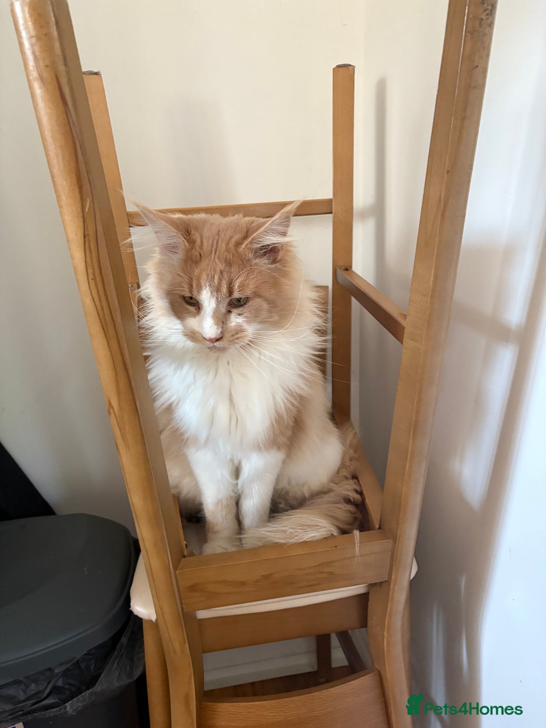 Maine Coon cats for stud: Apollo, Stud ready to find a Queen - Image 10