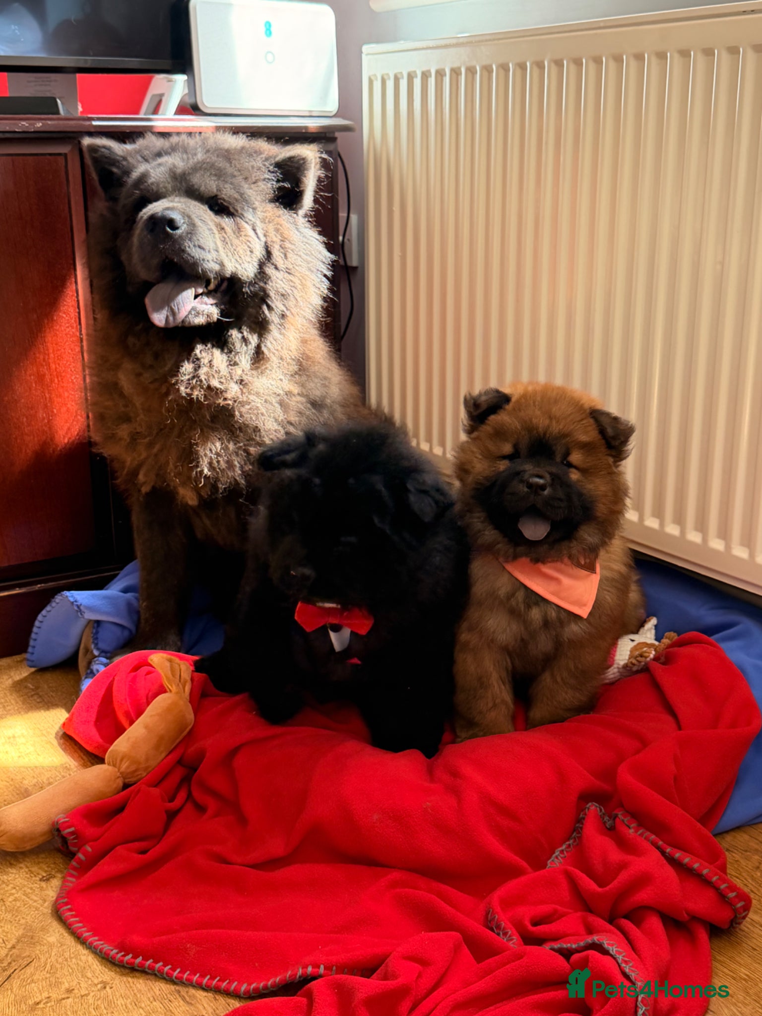 Chow Chow dogs for sale: Fluffy bears ready to go ❤️ in Lampeter - Advert 13