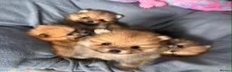Pomeranian dogs for sale: Beautiful champion-line Pomeranian puppies 🩷🐶💙 - Advert 2