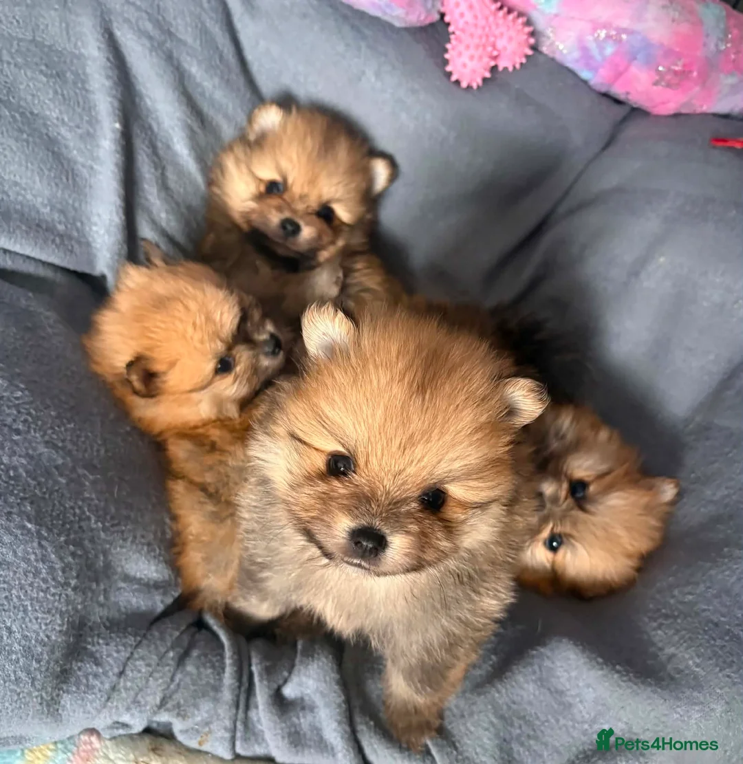 Pomeranian dogs for sale: Beautiful champion-line Pomeranian puppies 🩷🐶💙 - Advert 2