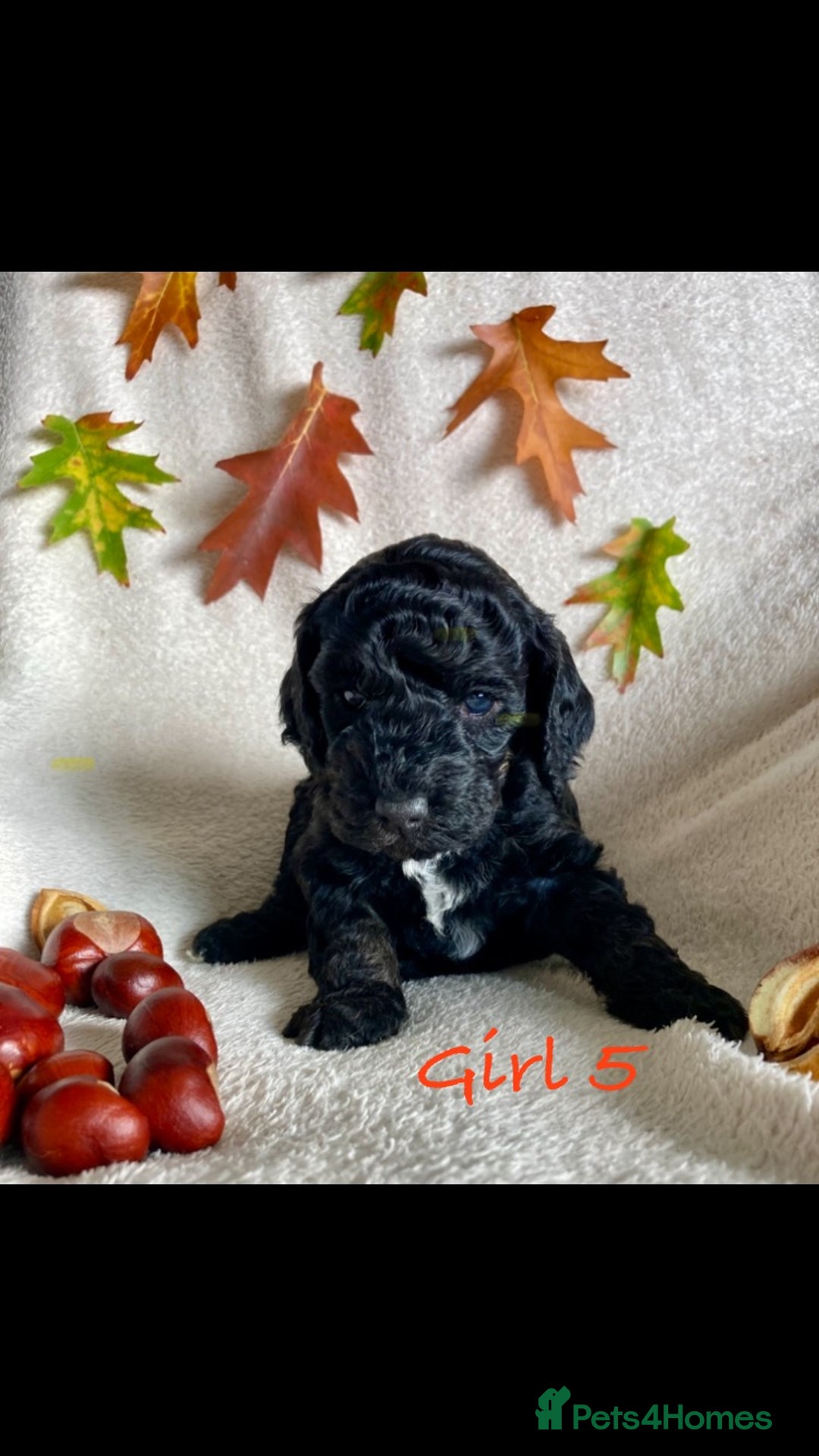 Cockapoo dogs for sale: Meet your new best friend!! - Image 6