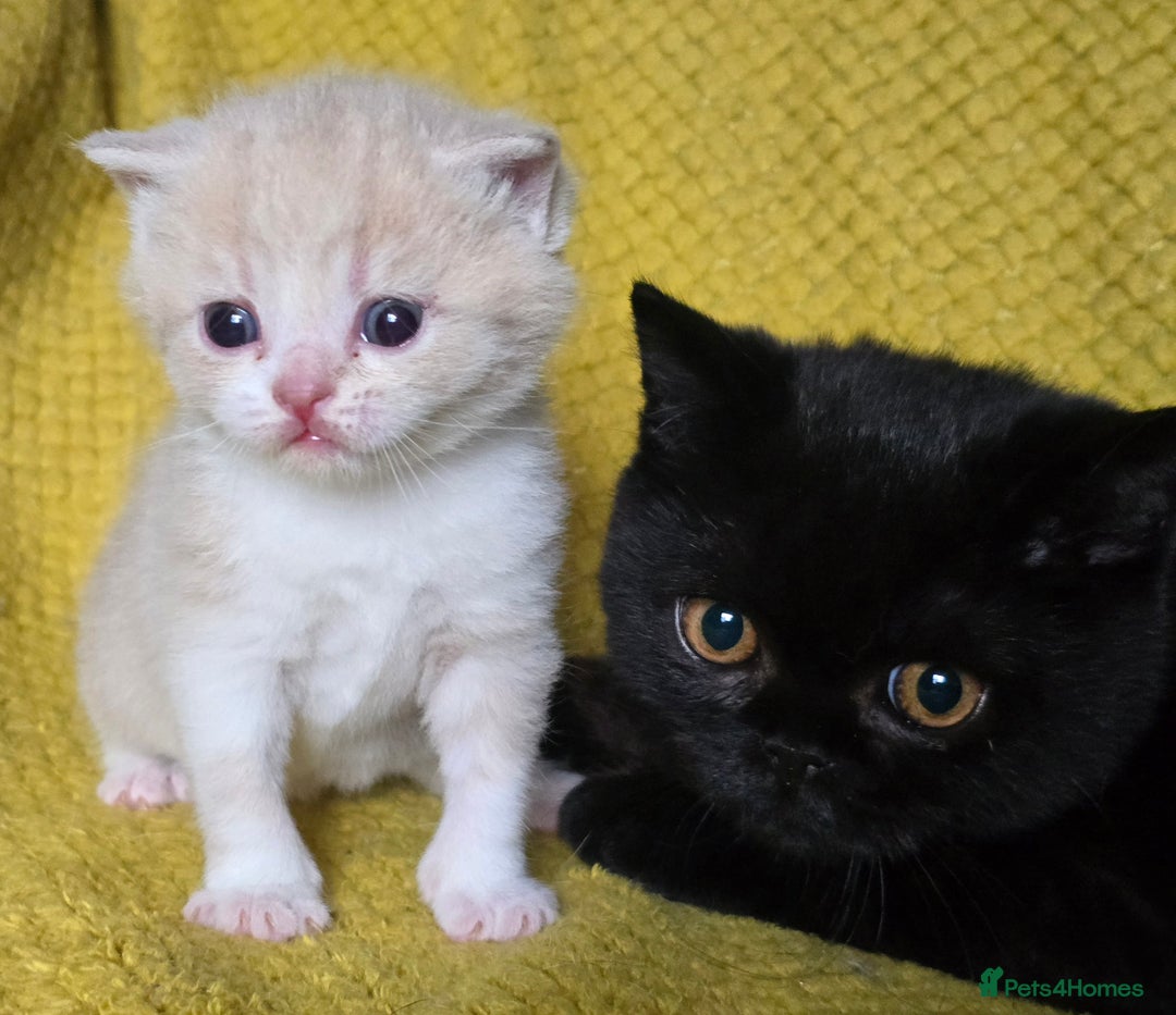 British Shorthair cats for sale: 1 BOY LEFT TICA reg BSH and BLH kittens - Advert 4