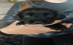 Sprocker dogs for sale: Beautiful litter of sprocker puppies - Image 26