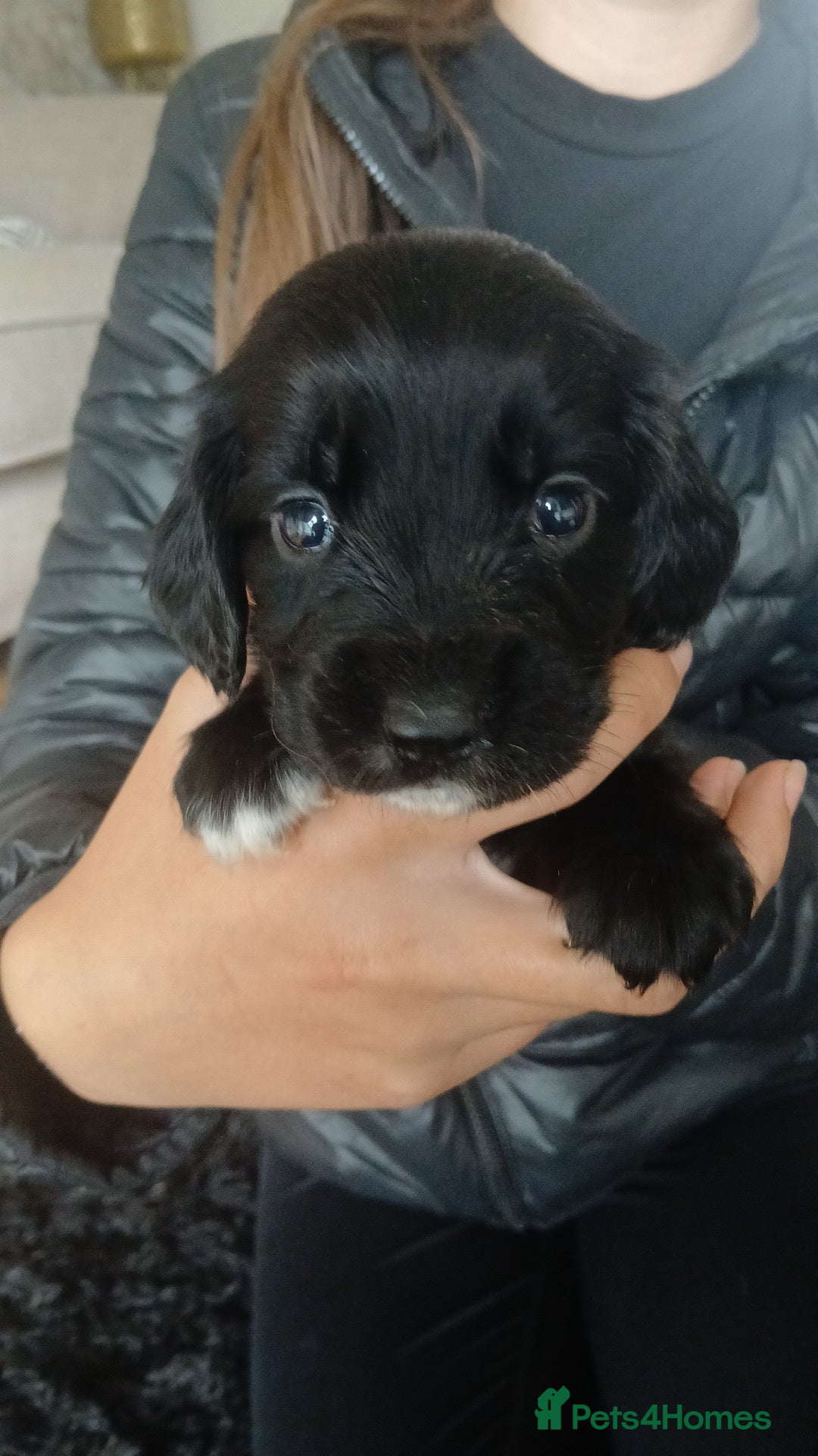 Sprocker dogs for sale: Beautiful litter of sprocker puppies - Image 26