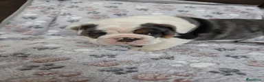 English Bulldog Puppy 2