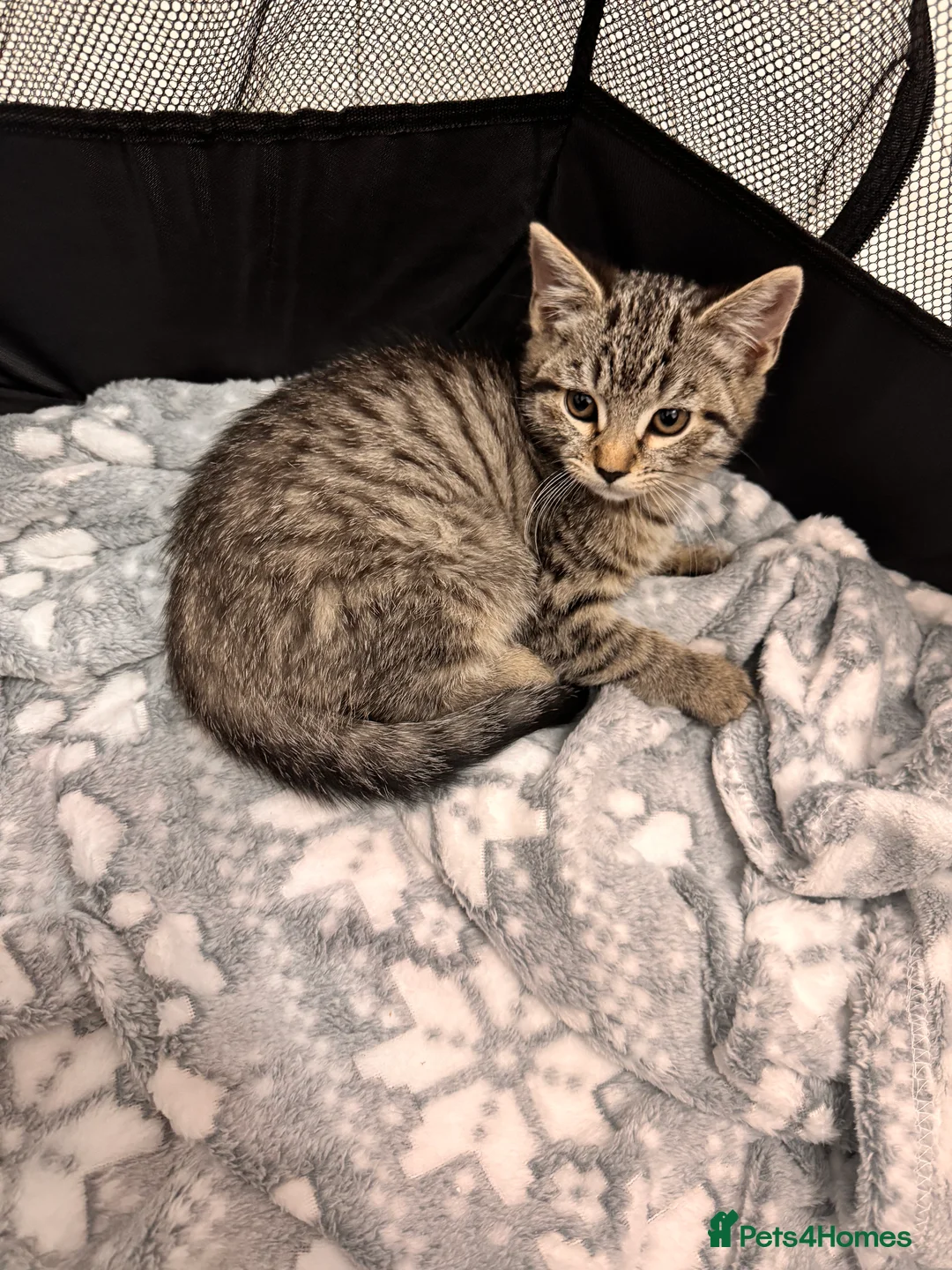 Mixed Breed cats for sale: Tabby kittens available  - Advert 9