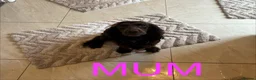 Cocker Spaniel dogs for sale: 1 GIRL LEFT READY TO LEAVE cocker spaniel puppies  - Advert 6