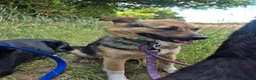 Mixed Breed dogs for adoption: Mandy - Dereham Norfolk  in Dereham - Advert 7