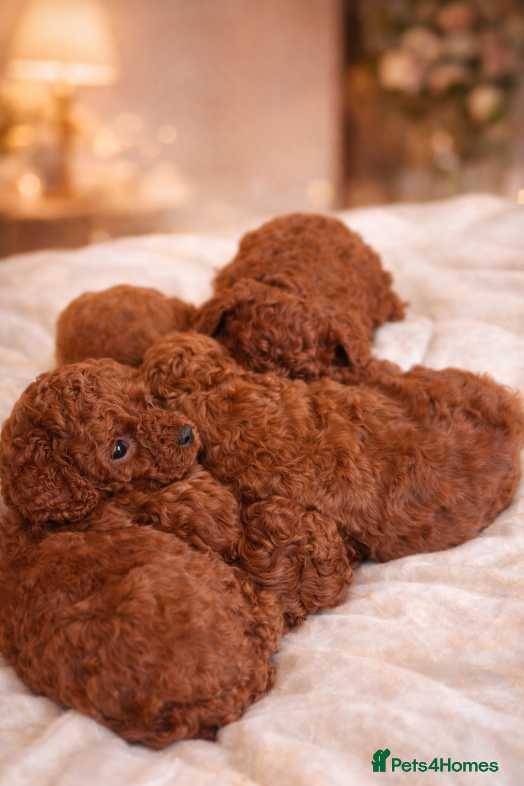 Cavapoo dogs 5x Asian Toy Poodle X Cavapoo Puppies  - Advert 5