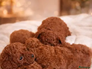 Cavapoo dogs 5x Asian Toy Poodle X Cavapoo Puppies - Advert 5