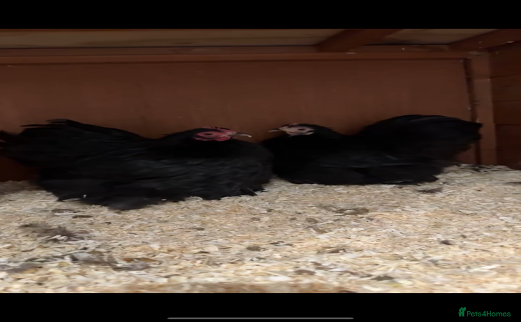 Chickens poultry - Advert 1