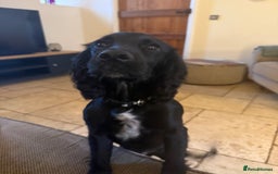 Cocker Spaniel dogs for sale: 6month old cocker spaniel puppy  - Image 1