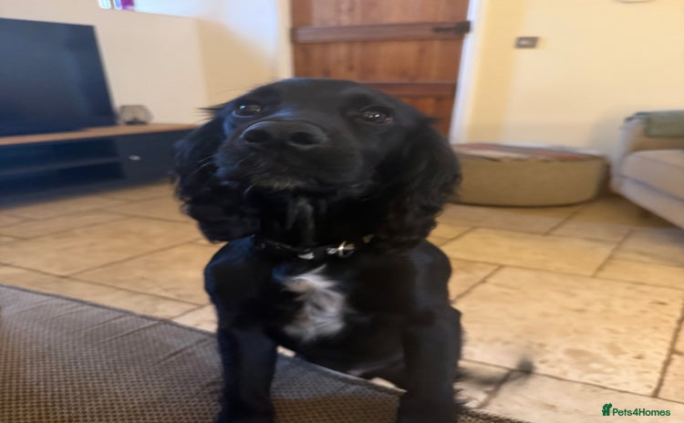 Cocker Spaniel dogs for sale - Advert 1