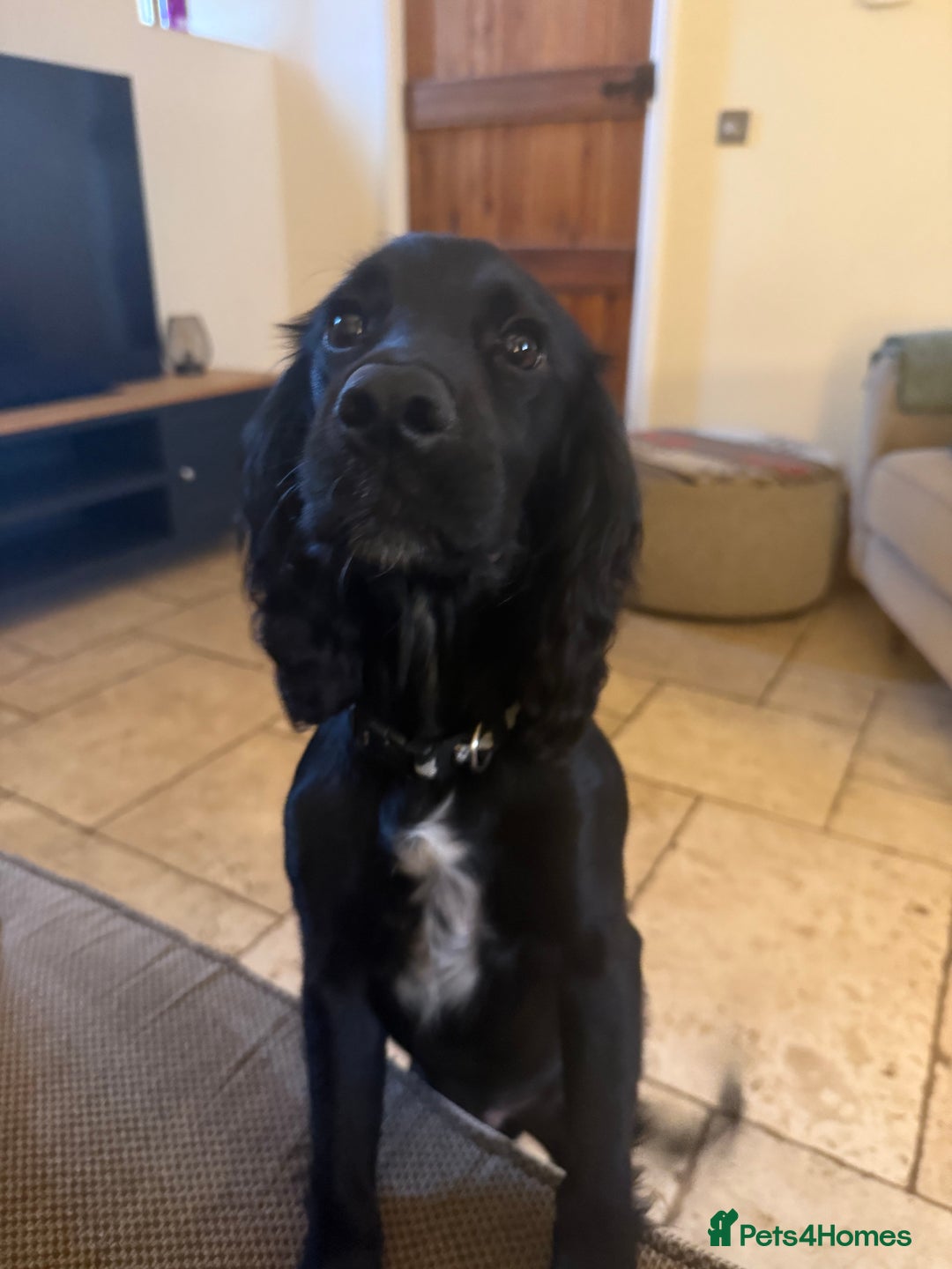 Cocker Spaniel dogs for sale: 6month old cocker spaniel puppy  - Image 1