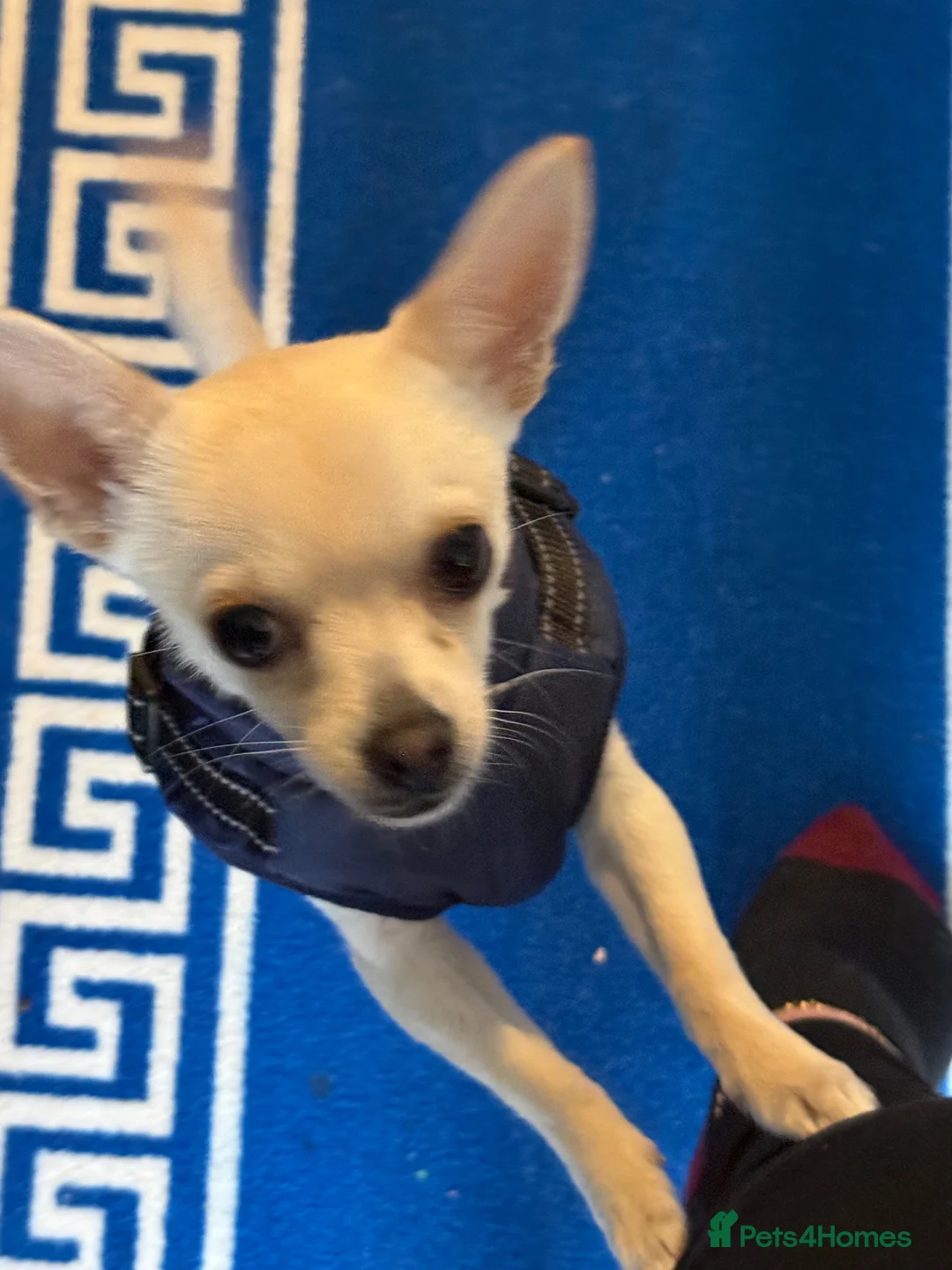 Chihuahua dogs for sale: Beautiful boy in Lowestoft - Advert 2