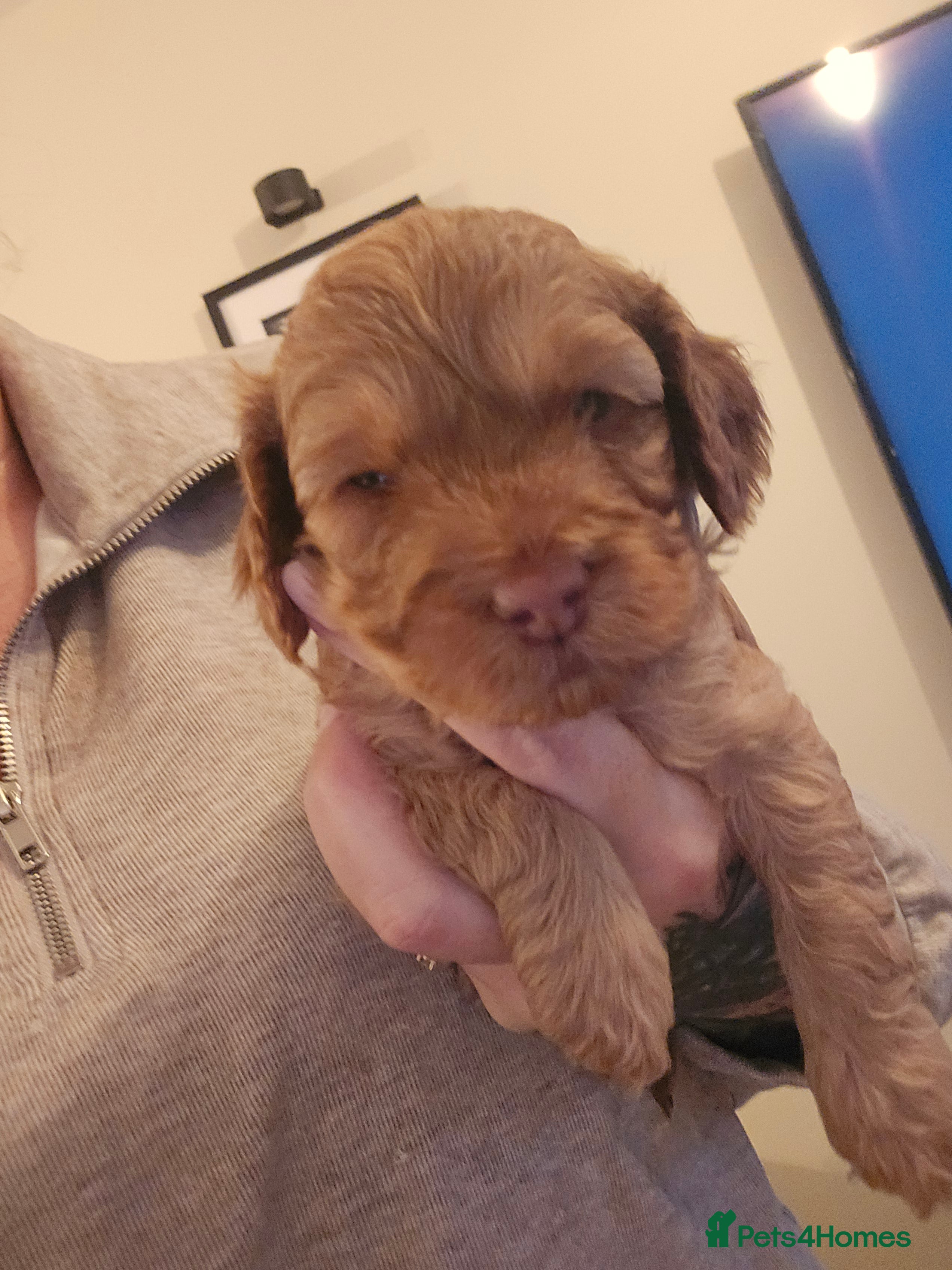 Cockapoo dogs ONLY 2 little boys left to find their families  - Advert 5