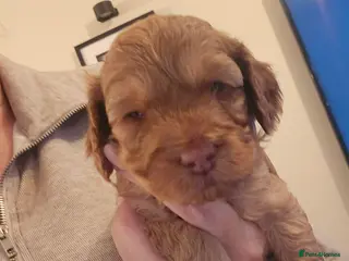 Cockapoo dogs ONLY 2 little boys left to find their families - Advert 5