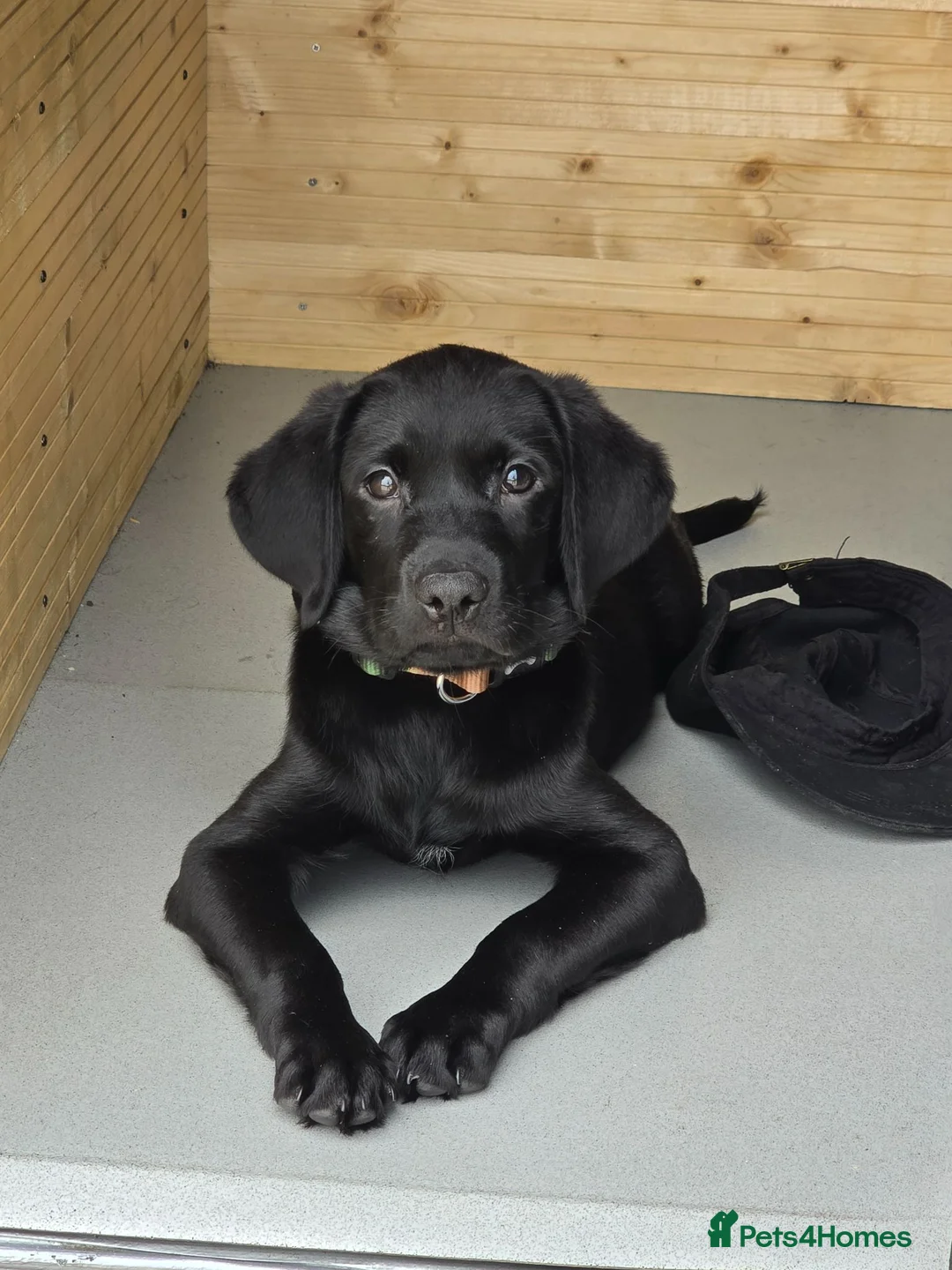 Labrador Retriever dogs for sale: Male Black Lab Puppy - Advert 2