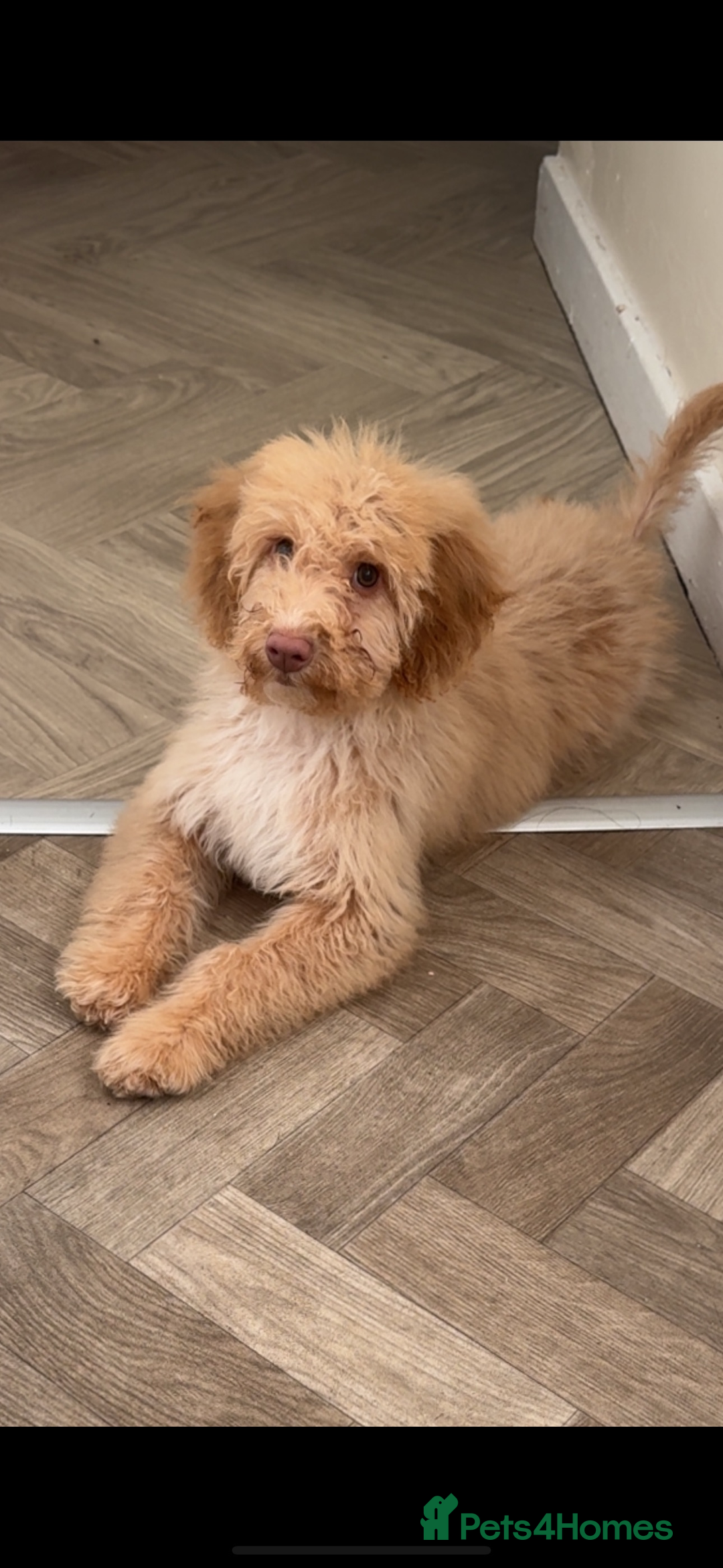 Cockapoo dogs for sale: cockapoo girl - Advert 1