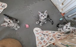 British Shorthair cats for sale: BSH Silver Tabby  - Image 8