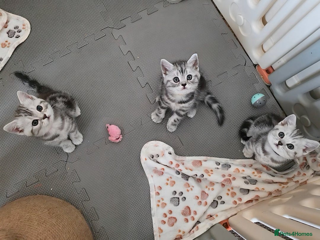 British Shorthair cats for sale: BSH Silver Tabby  - Image 8