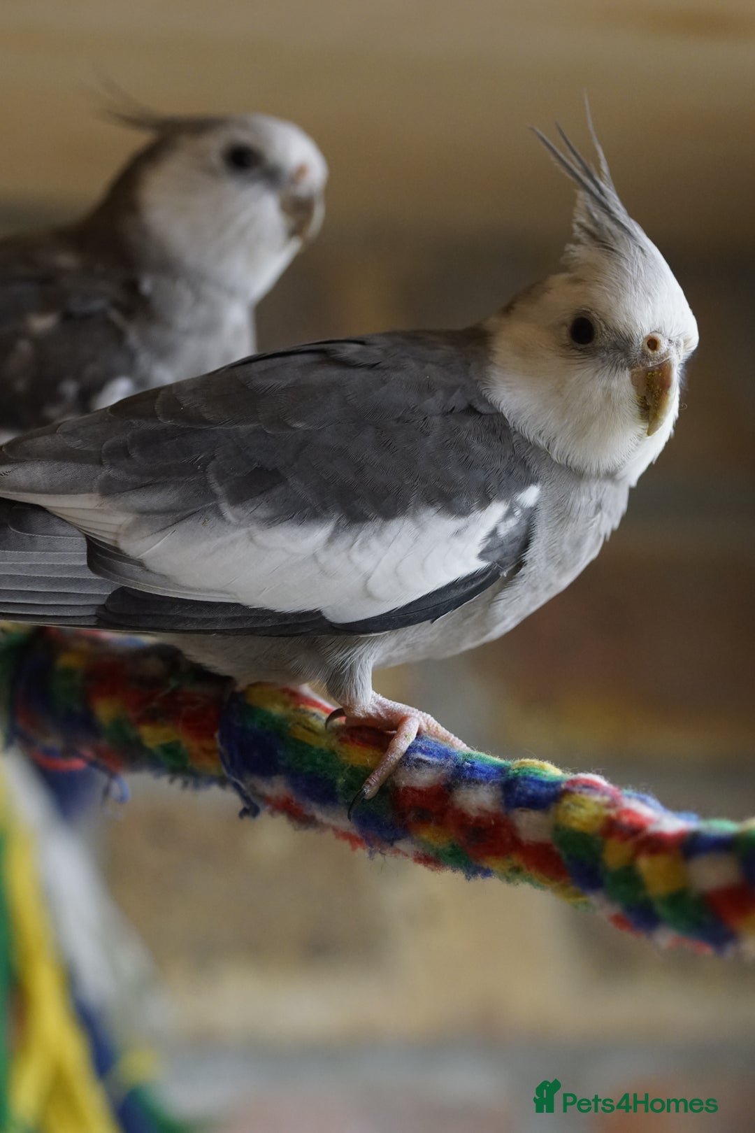 Cockatiels birds for sale: Cockatiels Mixed Genders  - Advert 30