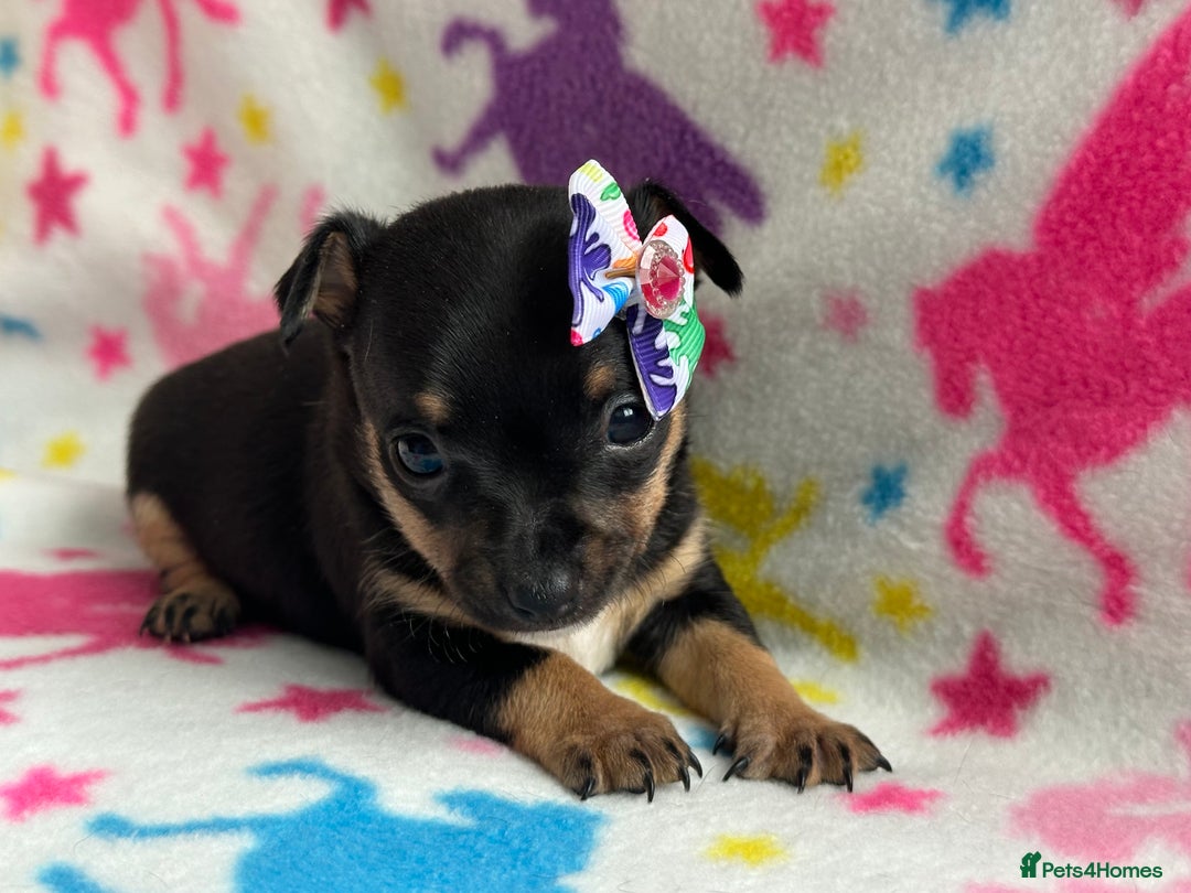 Chihuahua dogs for sale: Chihuahua pup  - Image 10