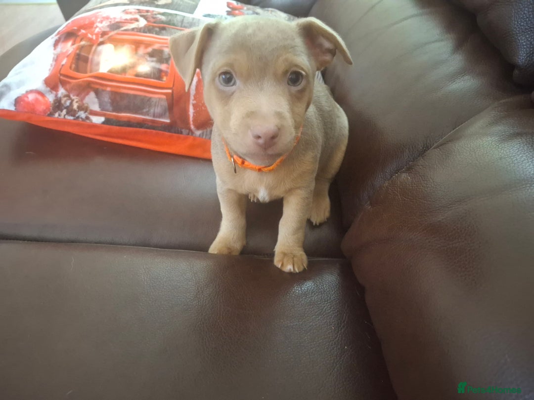 Jack Russell dogs for sale: Jack russell pups - Image 2