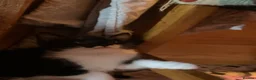 Mixed Breed cats for sale: Adorable kittens  - Advert 13
