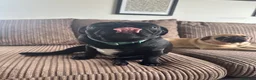Pug dogs for sale: Pure bred Pug puppies  in Exeter - Advert 17