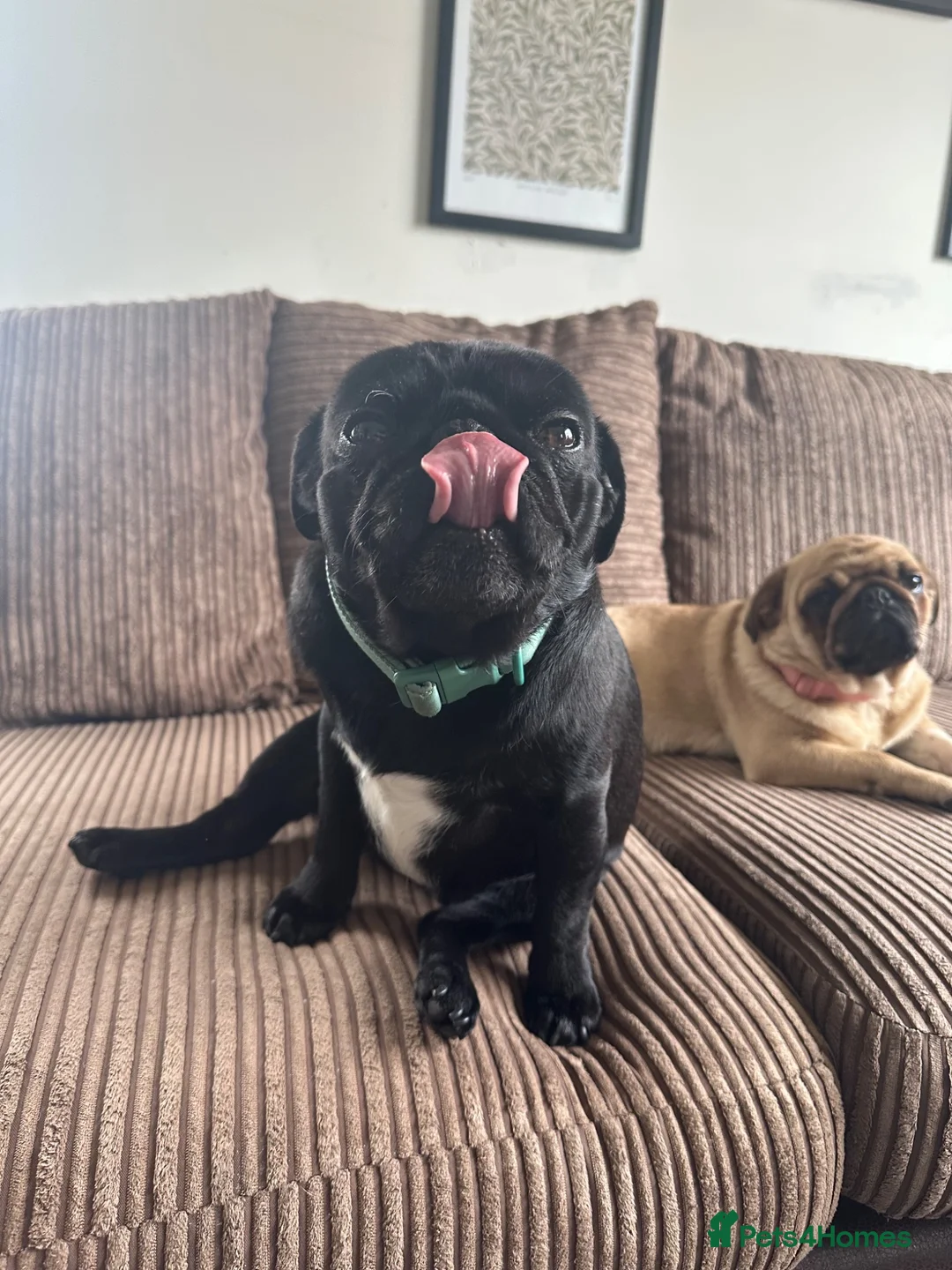 Pug dogs for sale: Pure bred Pug puppies  in Exeter - Advert 17