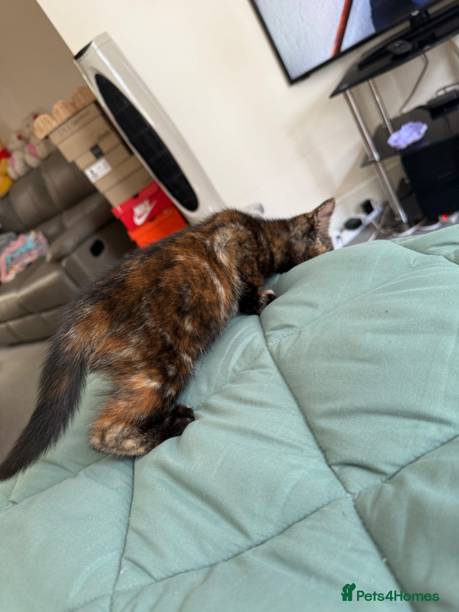 Mixed Breed cats for sale: Kittens for sale READY NOW in Brandon - Advert 32