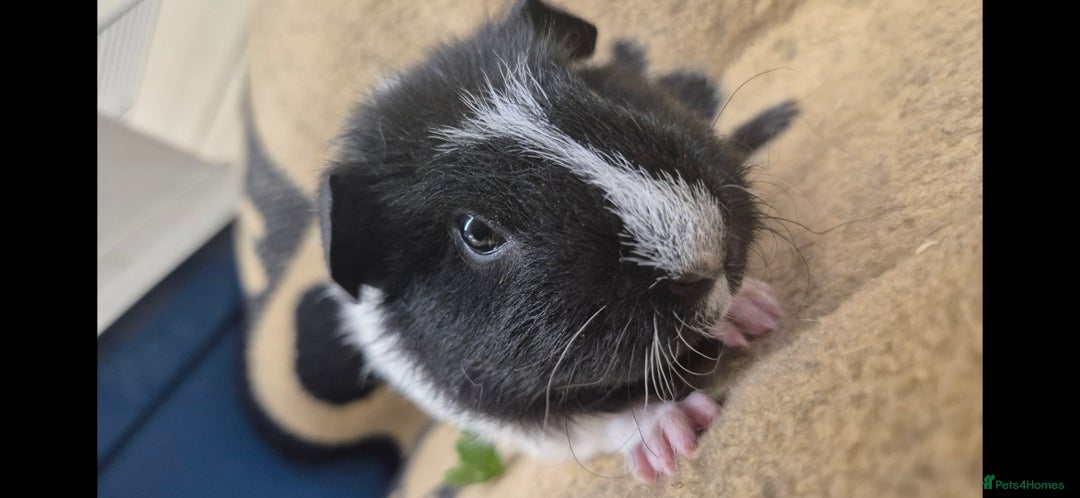 Guinea Pig rodents for sale: 2 brother guinea pigs 10 weeks - Image 3