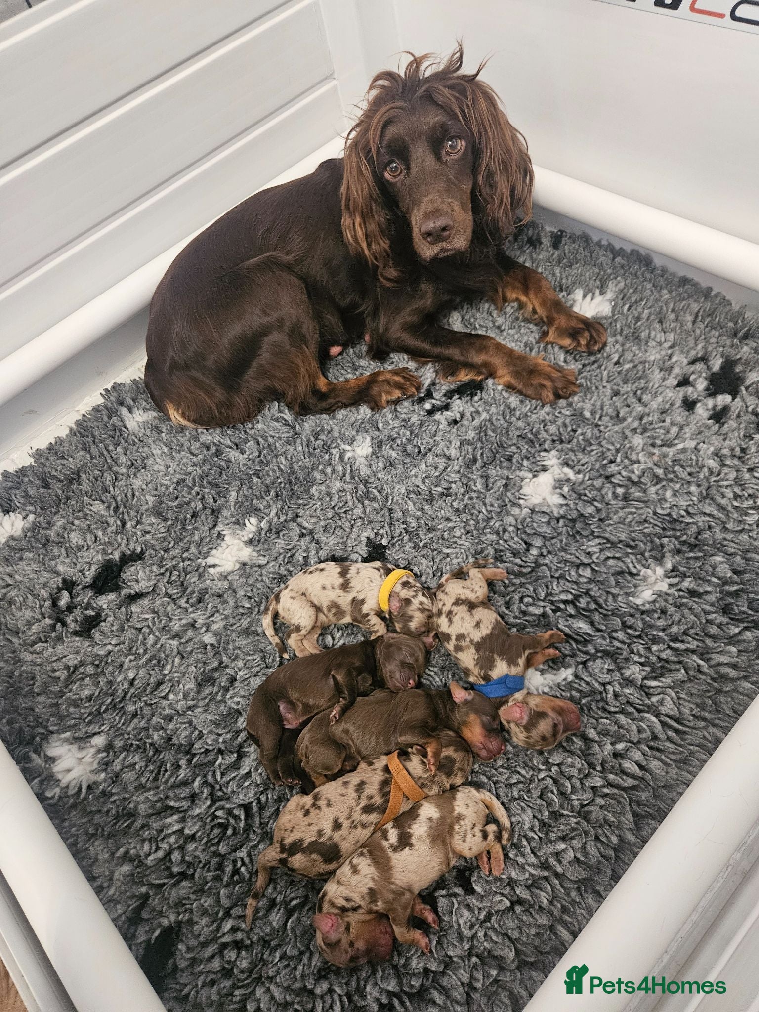 Cockapoo dogs F1 Miniature Cockapoo's  - Advert 2