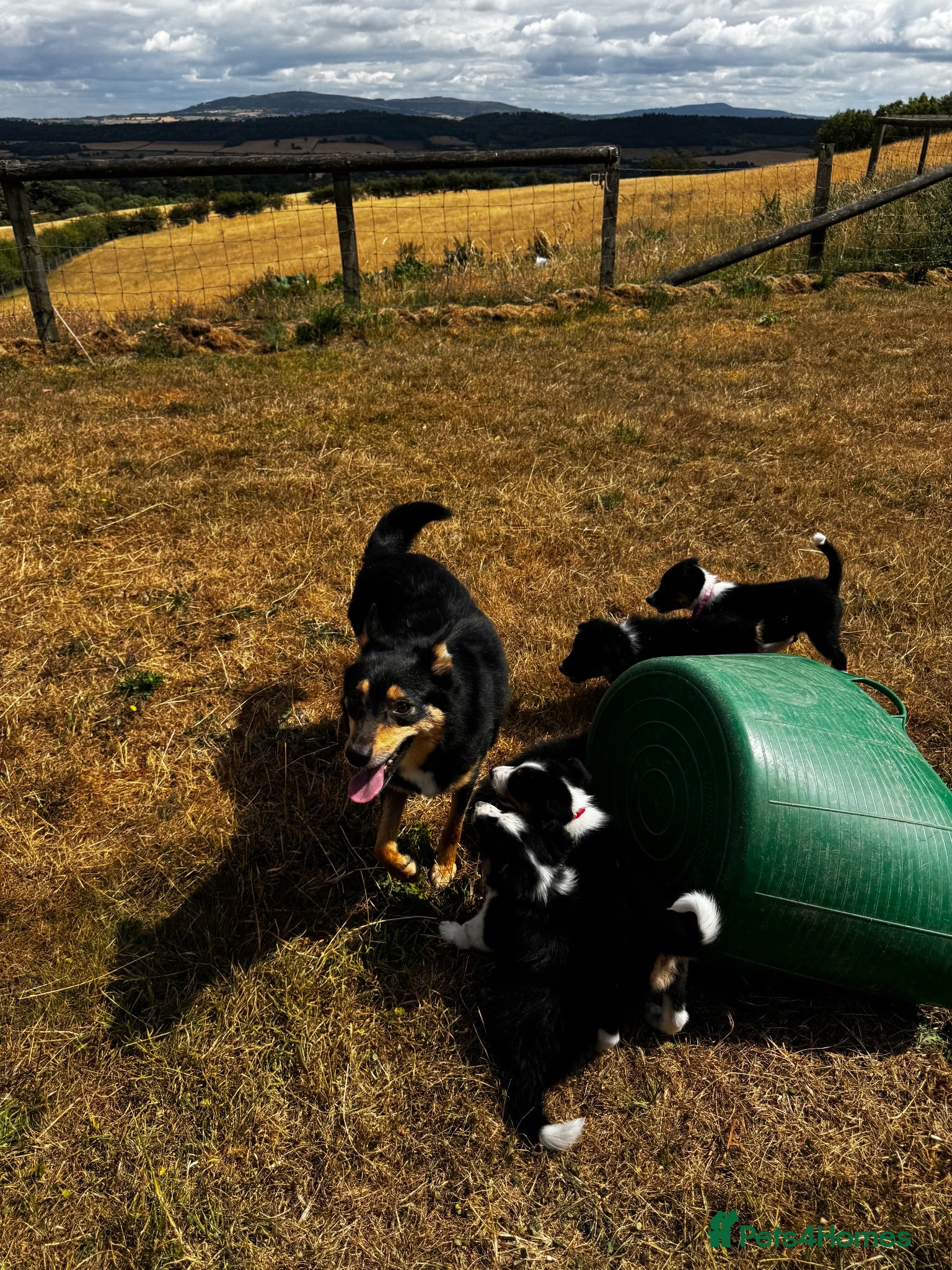 Mixed Breed dogs Kelpie x collies BEAUTIFUL LITTER - Advert 2