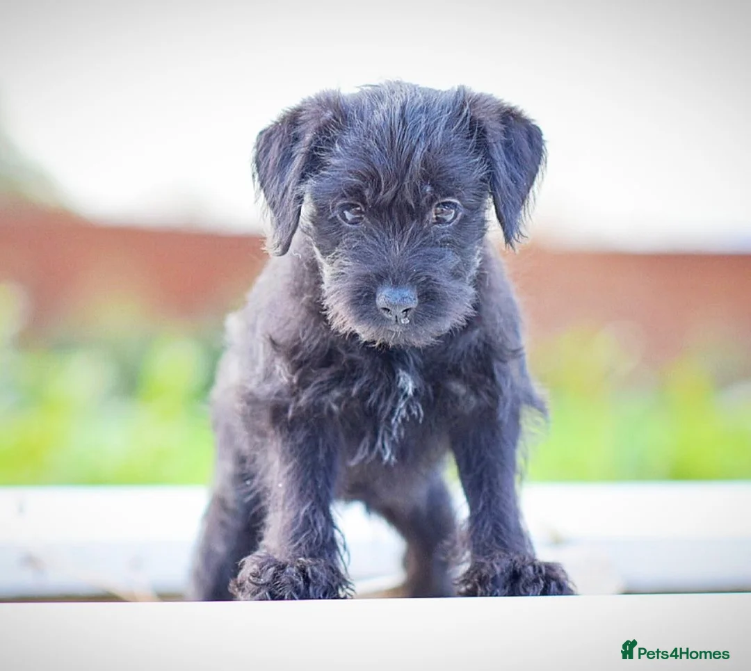 Mixed Breed dogs for sale: Council approved 5⭐️Rated Licensed Registered  - Advert 14