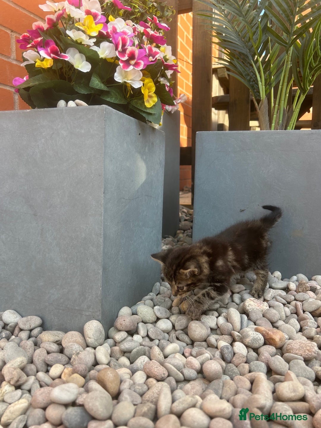 Mixed Breed cats for sale: Mouse — Rescue Kitten Looking for a Forever Home - Image 7