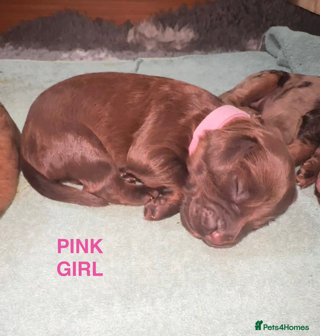 Cockapoo dogs for sale: Merle/ Red and Chocolate brown cockapoo puppies - Advert 3