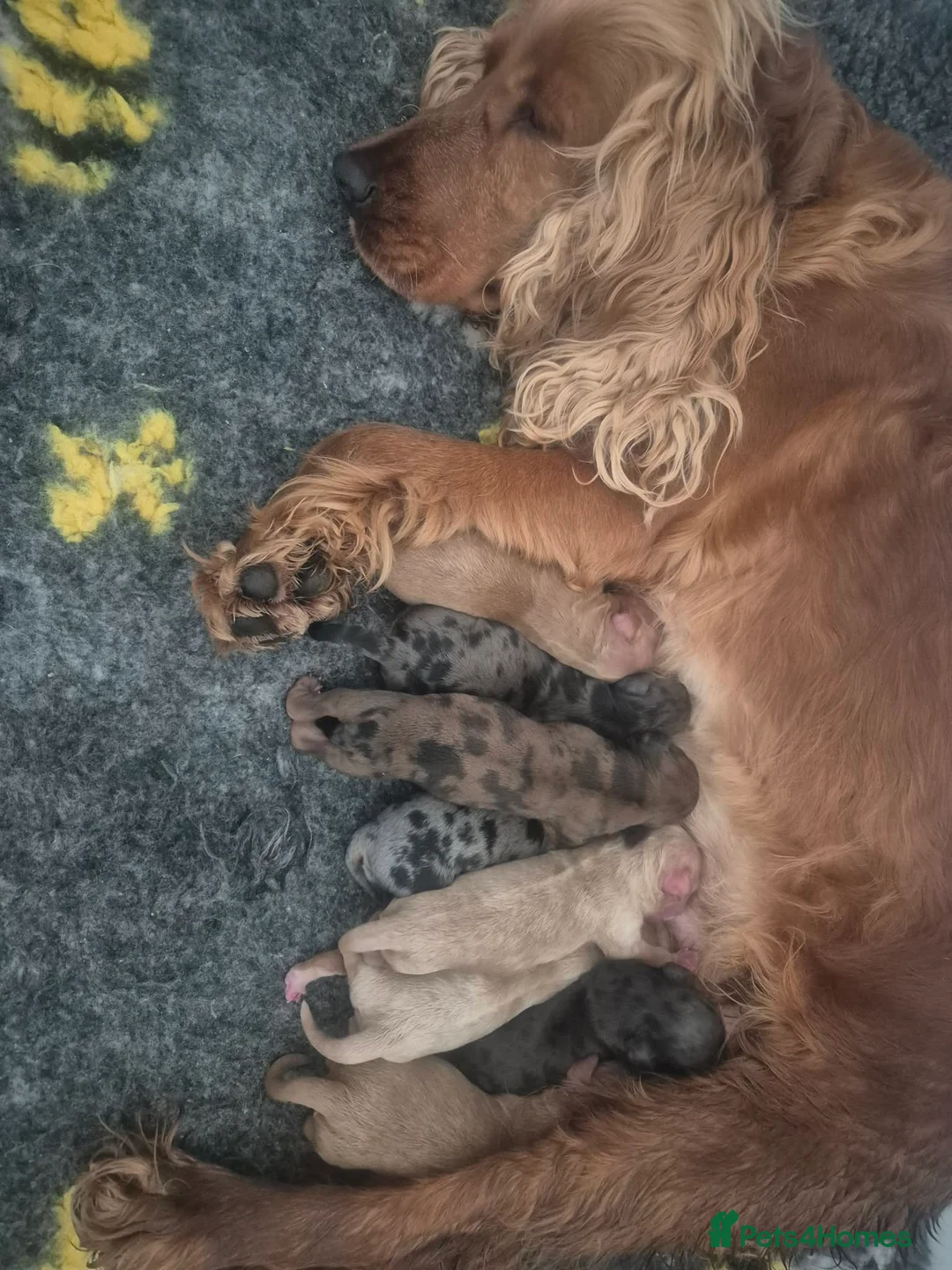 Cockapoo dogs for sale: F1 cockapoo last two boys ready now - Advert 8