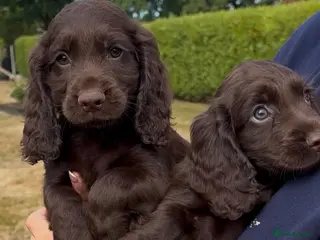 Cocker Spaniel dogs ❤️Beautiful cocker spaniel puppies🐶 - Advert 16