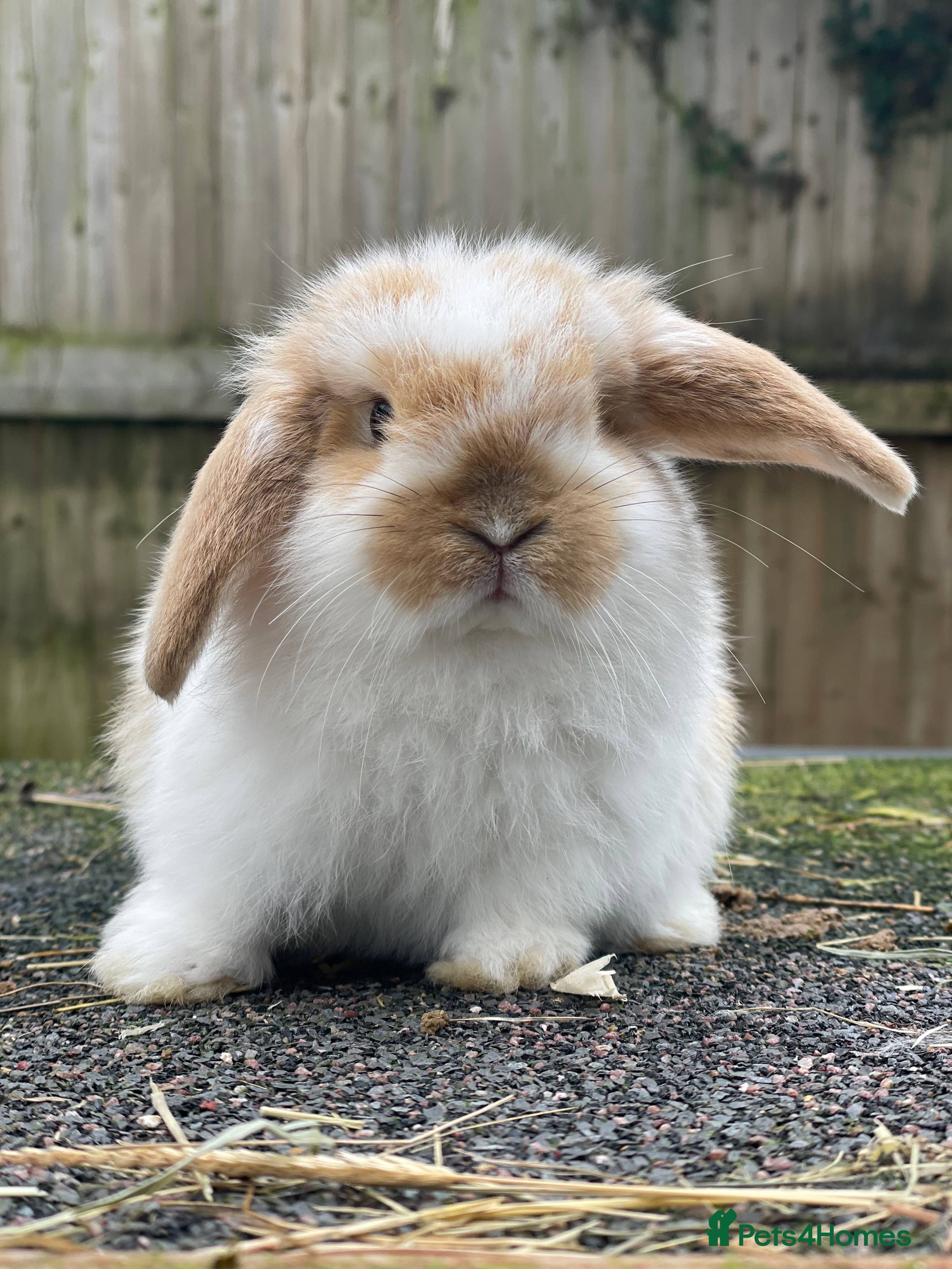 Mini Lop rabbits Beautiful mini lops looking for their forever home - Advert 19