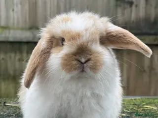 Mini Lop rabbits Beautiful mini lops looking for their forever home - Advert 19