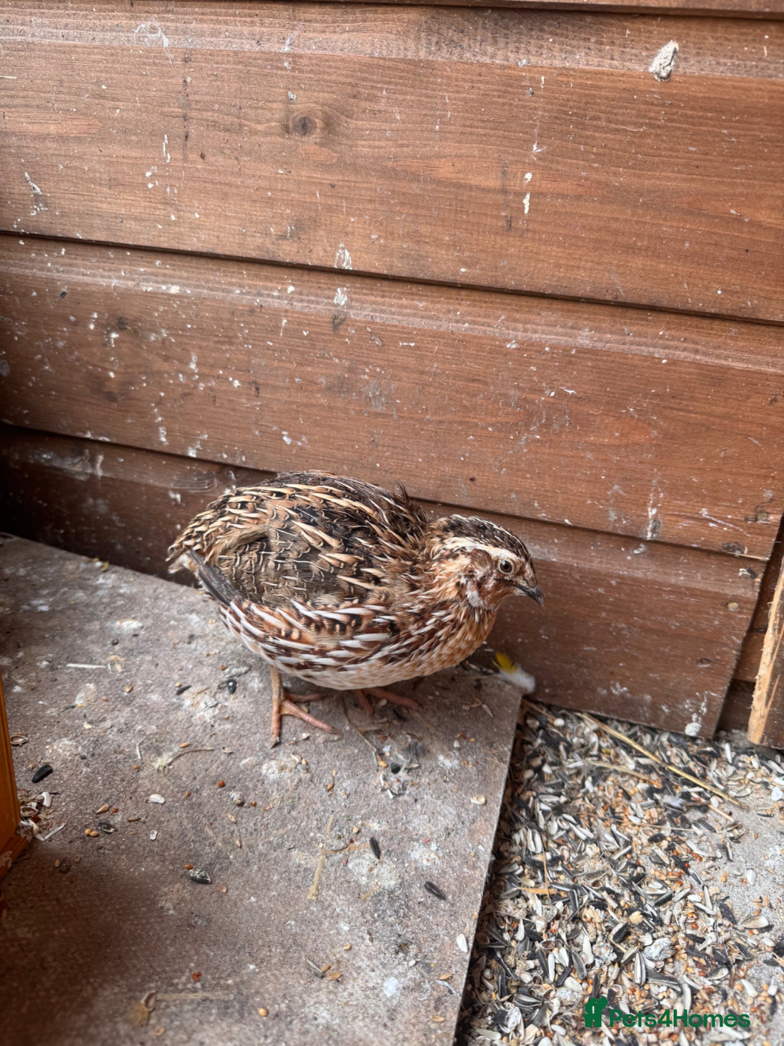Quail poultry 3 Male Coturnix Quail - 1 Jumbo - Advert 4