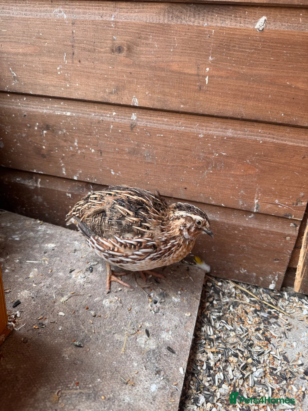 Quail poultry for sale: 3 Male Coturnix Quail - 1 Jumbo in Chesterfield - Advert 1