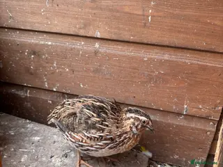 Quail poultry 3 Male Coturnix Quail - 1 Jumbo - Advert 9