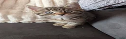 Mixed Breed cats for sale: Kittens for sale  in Larkhall - Advert 6