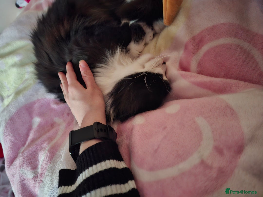 Mixed Breed cats for sale: Shadow - Advert 8